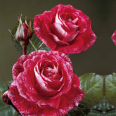 Trosroos 'Famosa' - Rosa Famosa
