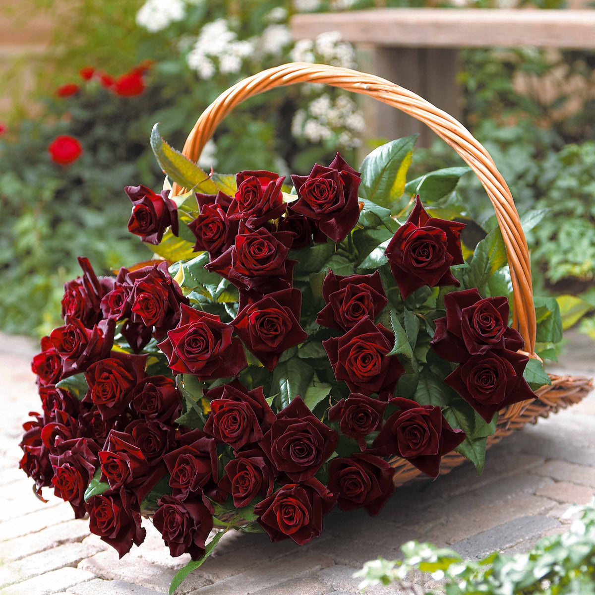 Roos 'Black Baccara'® - Willemse