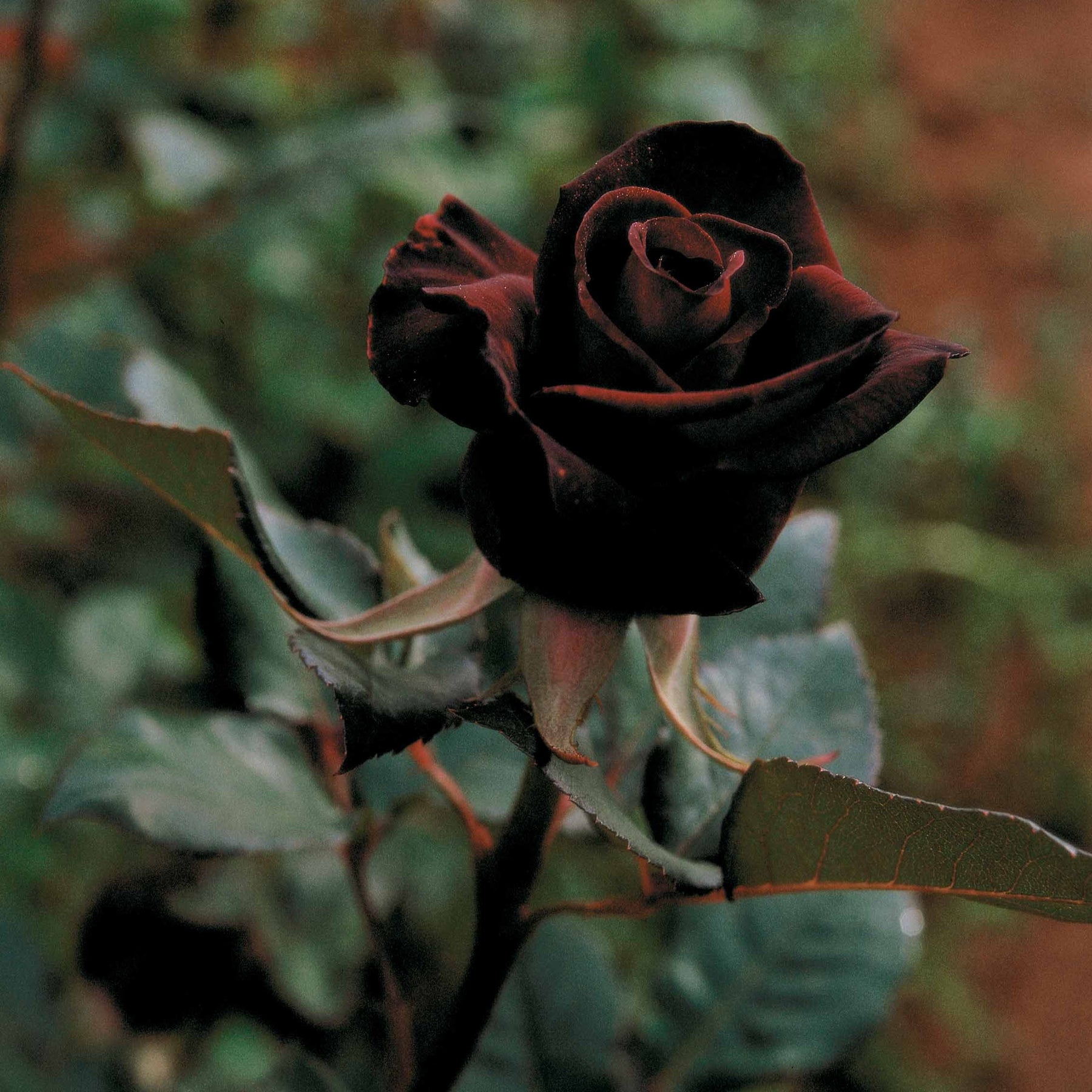 Rosa Black Baccara ® - Roos 'Black Baccara'® - Rozen