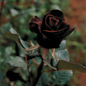 Rosa Black Baccara ® - Roos 'Black Baccara'® - Rozen