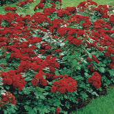 Trosroos 'Lilli Marleen' - Rosa polyantha Lilli Marleen - Willemse