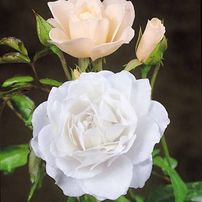 Roos 'Korbin' - Willemse