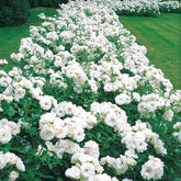 Trosroos 'Princess of Wales' - Rosa floribunda princesse de galles ® hardinkum - Willemse
