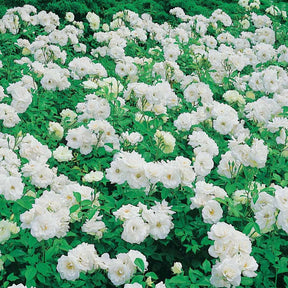 Rosa floribunda princesse de galles ® hardinkum - Trosroos 'Princess of Wales' - Rozen - Naakte wortels