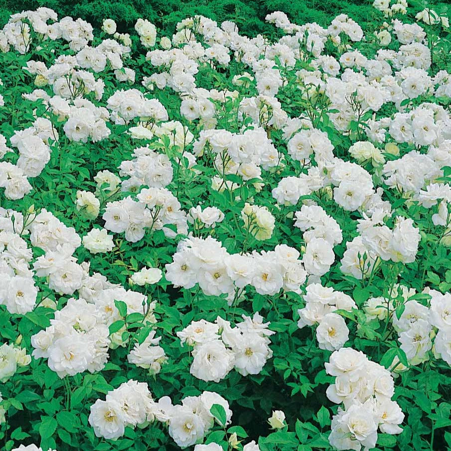 Rosa floribunda princesse de galles ® hardinkum - Trosroos 'Princess of Wales' - Rozen - Naakte wortels