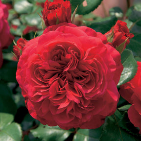 Rosa floribunda Red Leonardo Da Vinci ® Meiangele - Trosroos 'Leonardo da Vinci'® - Rozen