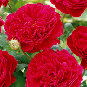 Trosroos 'Leonardo da Vinci'® - Rosa floribunda Red Leonardo Da Vinci ® Meiangele - Willemse