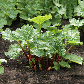 Rabarber - Willemse