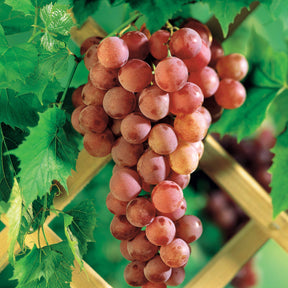 Druif 'Chasselas Rosé' - Vitis vinifera Chasselas rose - Willemse