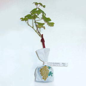 Druif - Druif 'Chasselas de Fontainebleau' - Vitis vinifera chasselas de fontainebleau