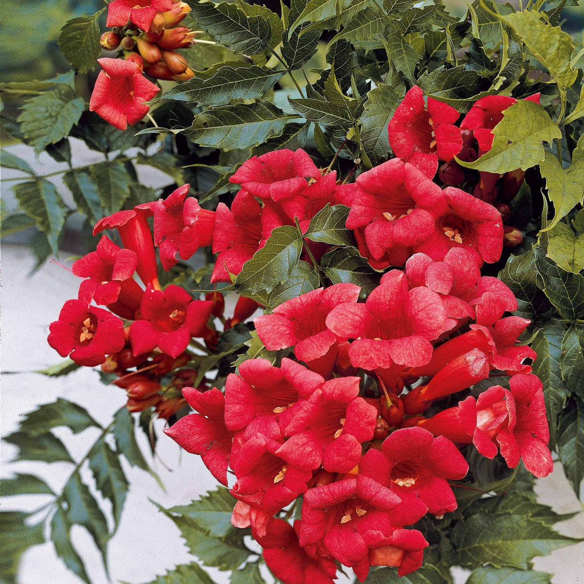 Campsis radicans x tagliabuana Madame Galen - Trompetbloem 'Madame Gallen' - Klimplanten