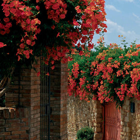 Klimplanten - Trompetbloem 'Madame Gallen' - Campsis radicans x tagliabuana Madame Galen