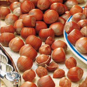 Verkoop Hazelaar - groen