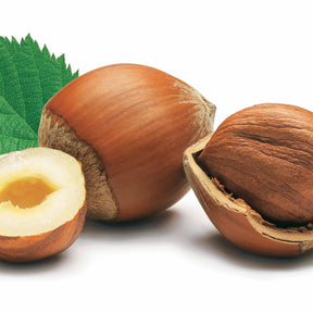 Hazelaar - groen - Hazelaar - Willemse