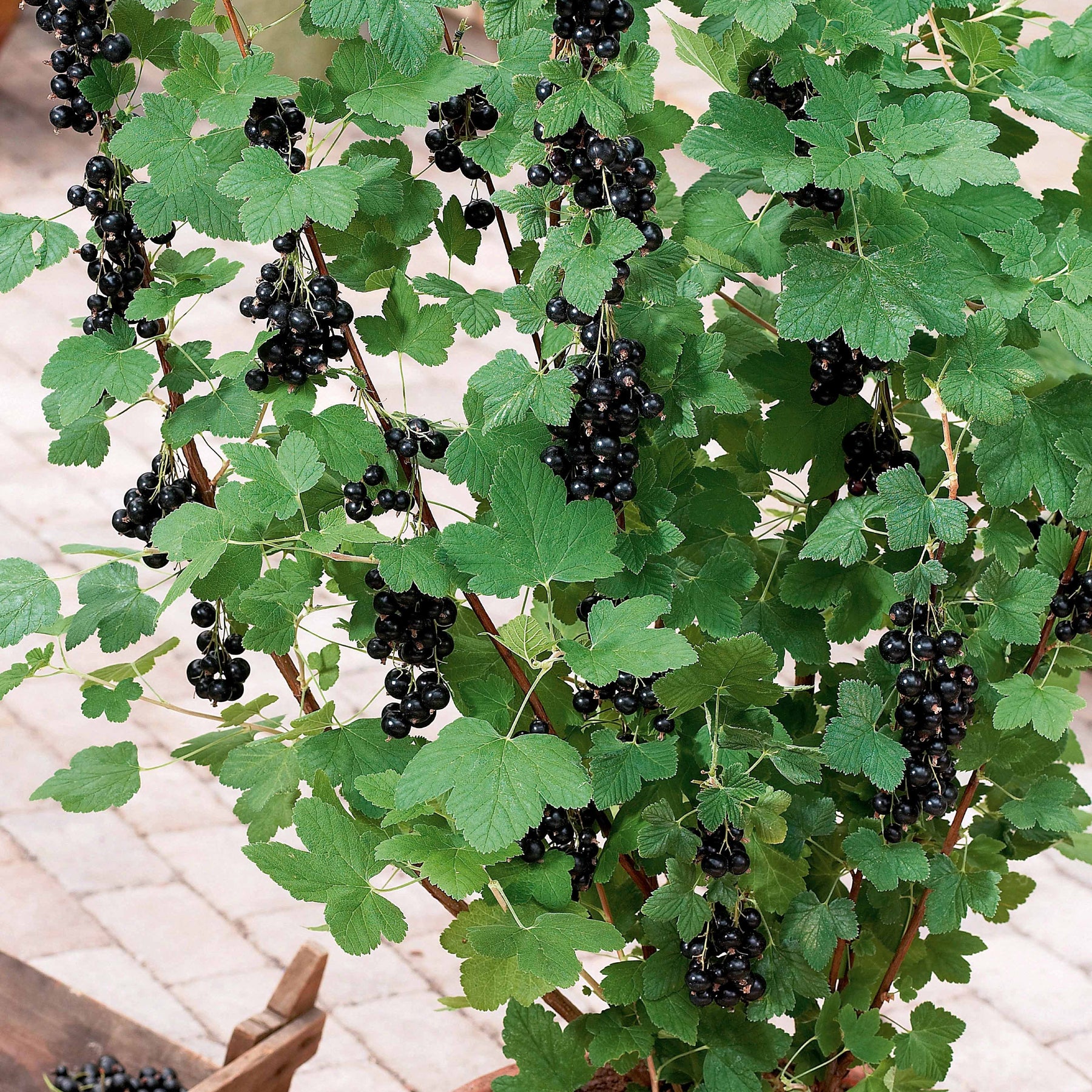 Zwarte bes - Zwarte bes 'Andega' - Ribes nigrum 'andega'