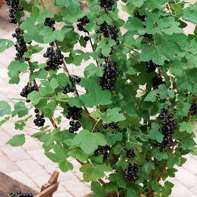 Zwarte bes - Zwarte bes 'Andega' - Ribes nigrum 'andega'
