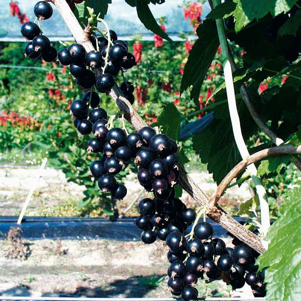 Verkoop Zwarte bes 'Andega' - Ribes nigrum 'andega'