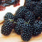 Braam 'Dirksen' - Willemse