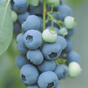 Verkoop Blauwe bes