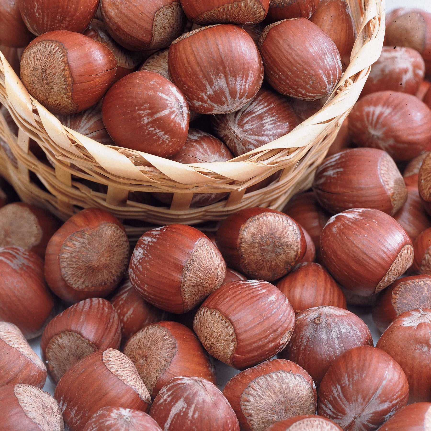 Hazelaar - Rode hazelaar - Corylus maxima purpurea