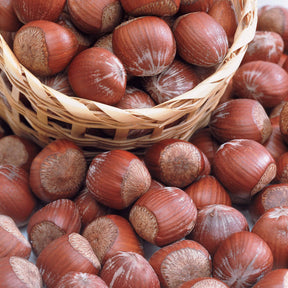 Hazelaar - Rode hazelaar - Corylus maxima purpurea