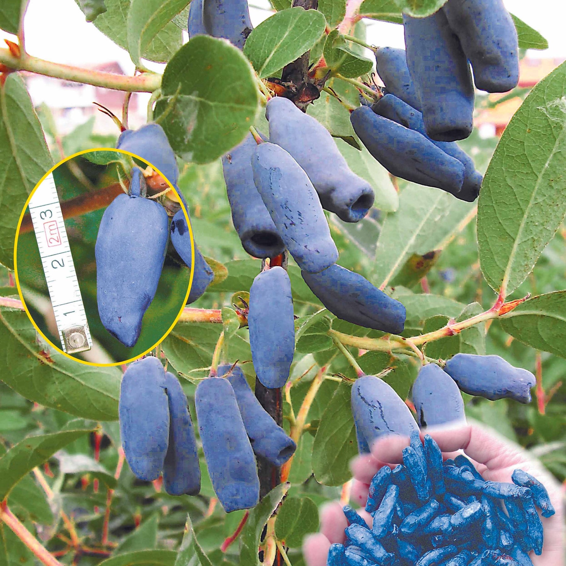 Blauwe honigbes - Willemse