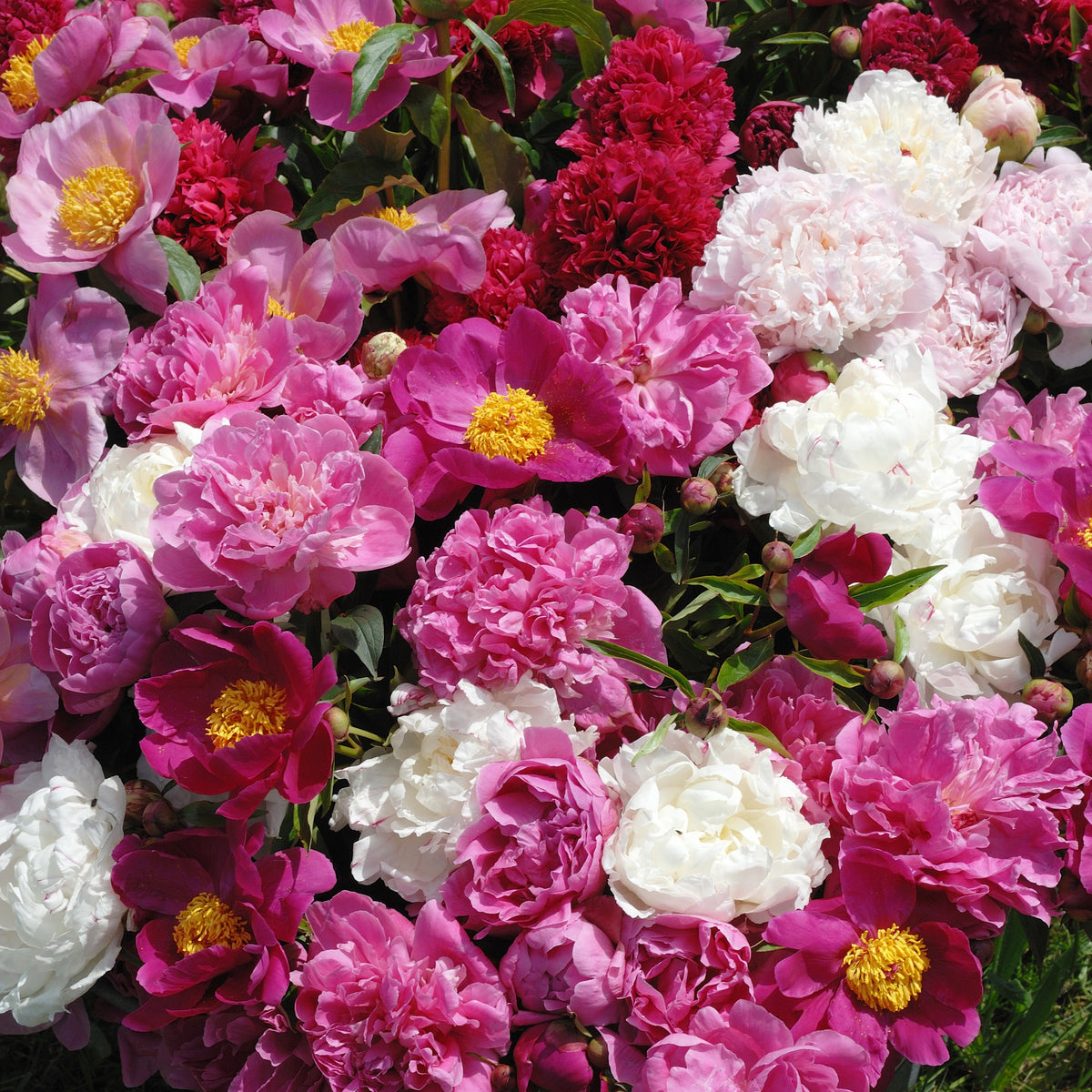 Geurende pioenroos Mix - rood + roze + wit (x3) - Paeonia lactiflora - Willemse