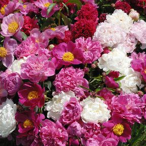 Geurende pioenroos Mix - rood + roze + wit (x3) - Paeonia lactiflora - Willemse