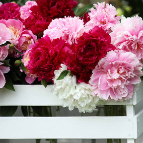 Geurende pioenroos Mix - rood + roze + wit (x3) - Willemse