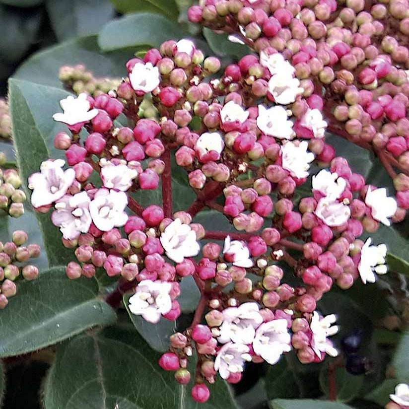 Sneeuwbal 'Spirit' - Viburnum tinus Spirit - Willemse