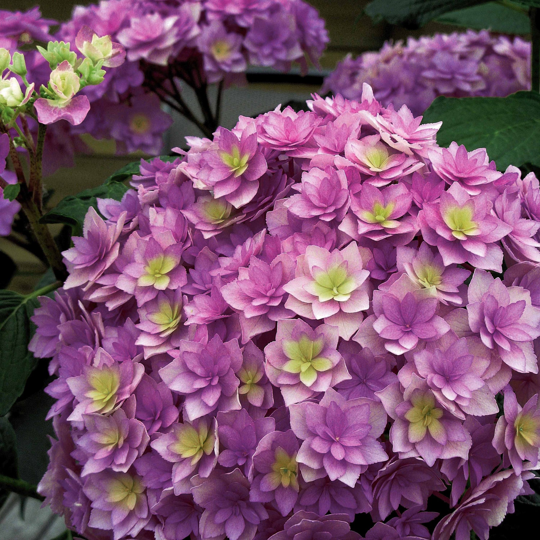 Boerenhortensia 'Expression' - Willemse