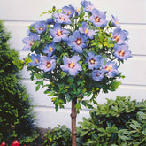 Altheastruik op stam - blauw - Hibiscus syriacus - Willemse