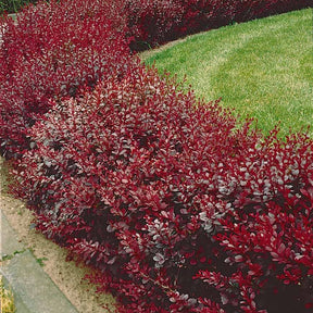 Rode zuurbes - 3 meter haag - Berberis thunbergii Atropurpurea - Willemse