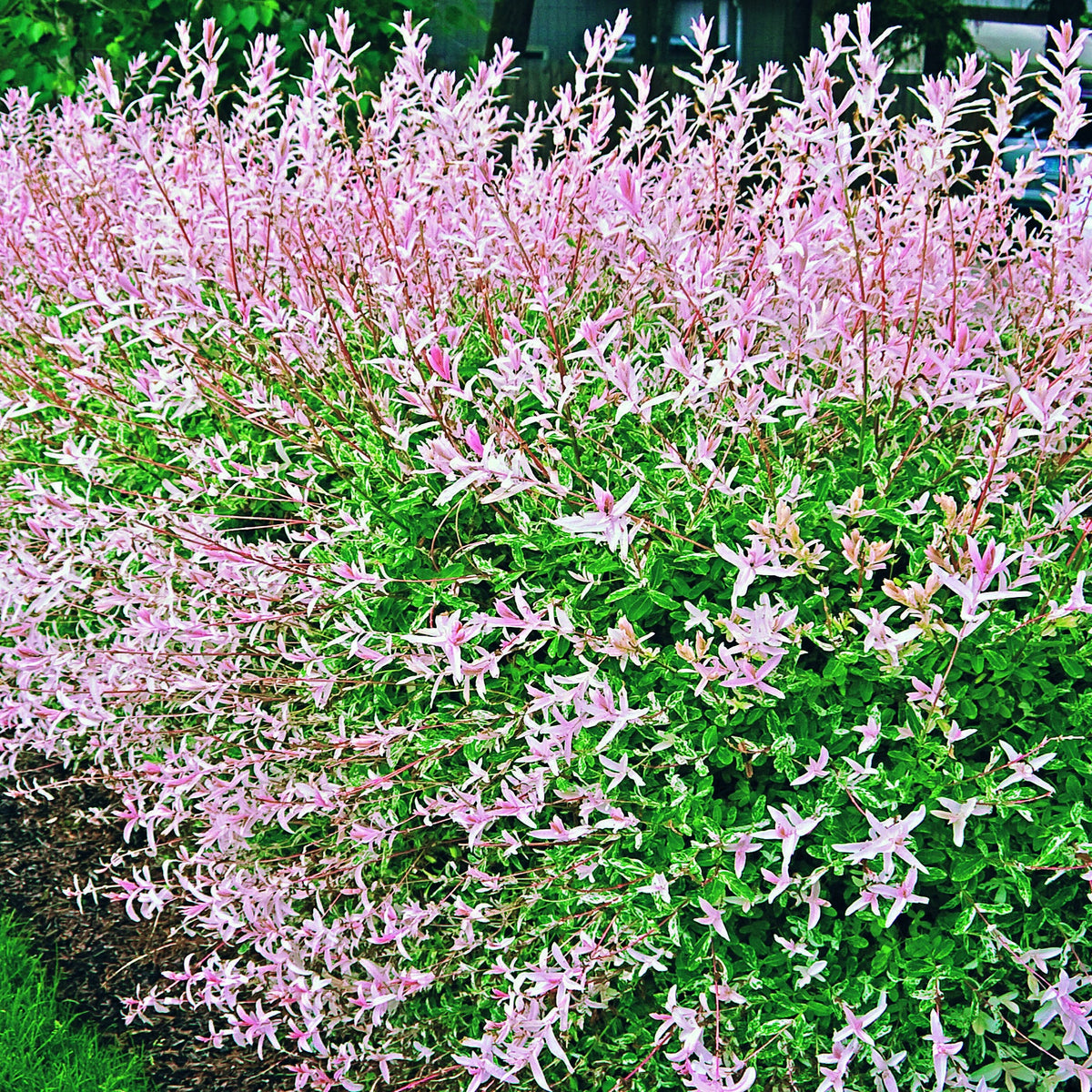 Wilg - Bonte wilg haag 'Hakuro Nishiki' (x3) - Salix integra Hakuro Nishiki