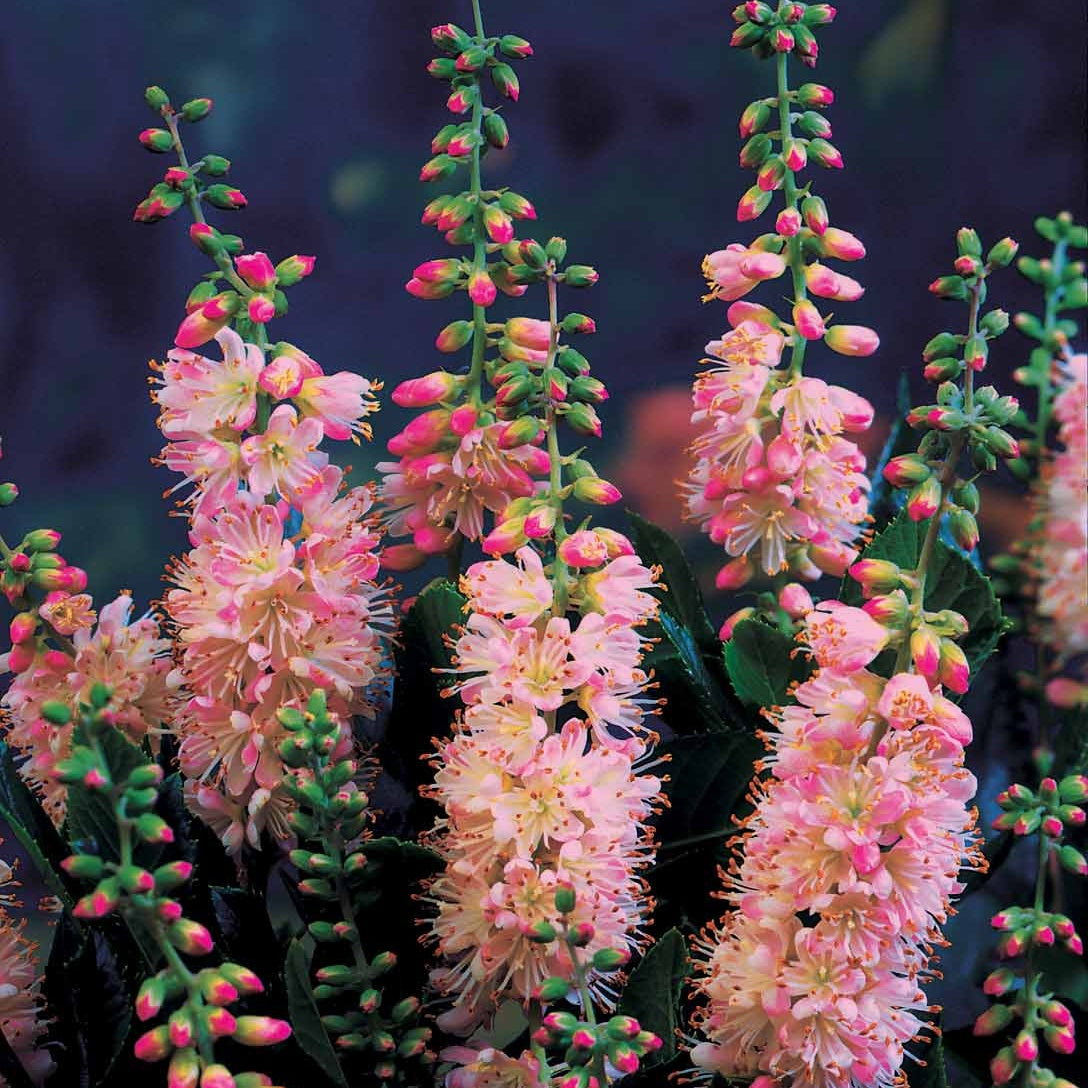 Schijnels (x2) - Clethra alnifolia - Willemse