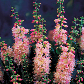 Schijnels (x2) - Clethra alnifolia - Willemse