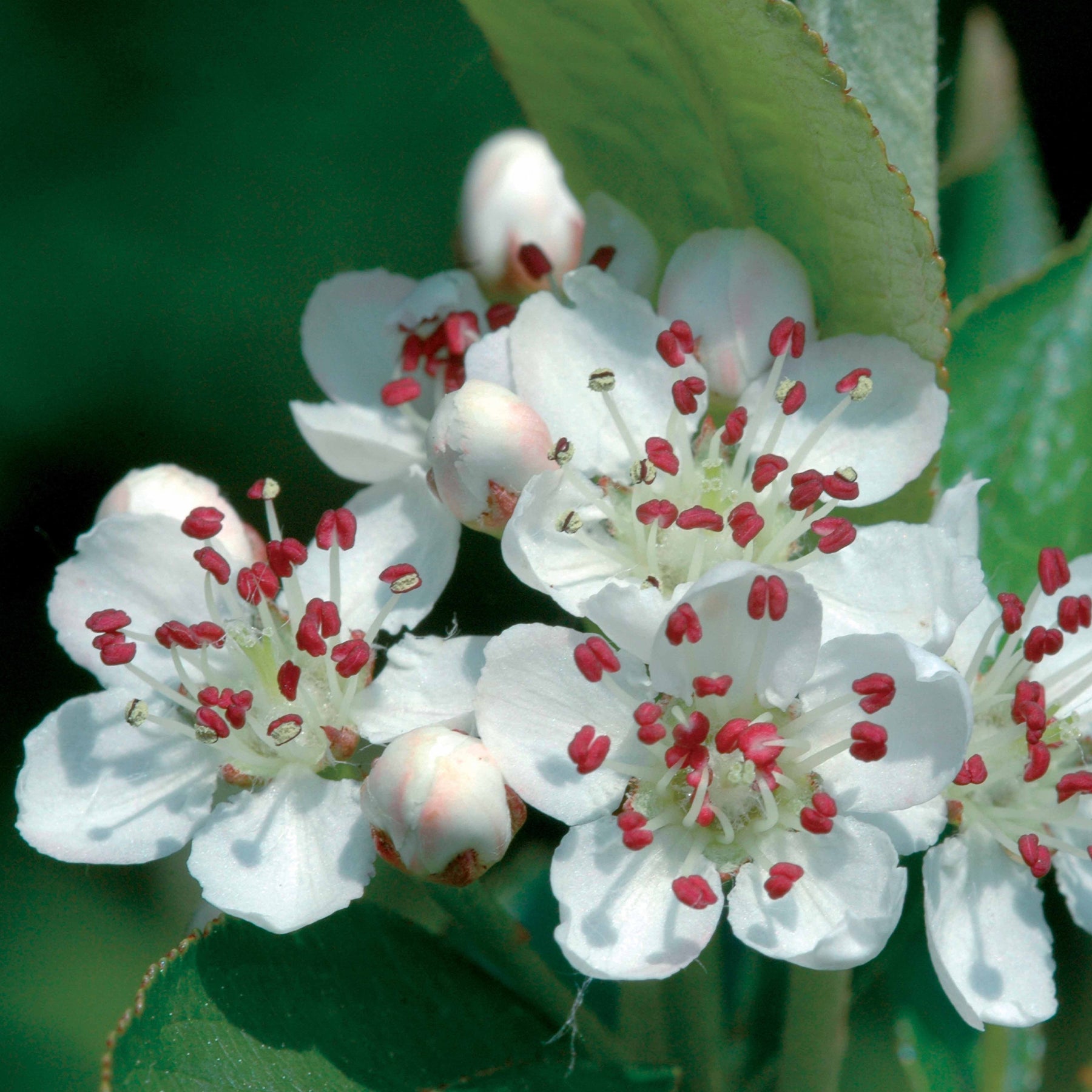 Verkoop Appelbes 'Viking' - Aronia melanocarpa viking