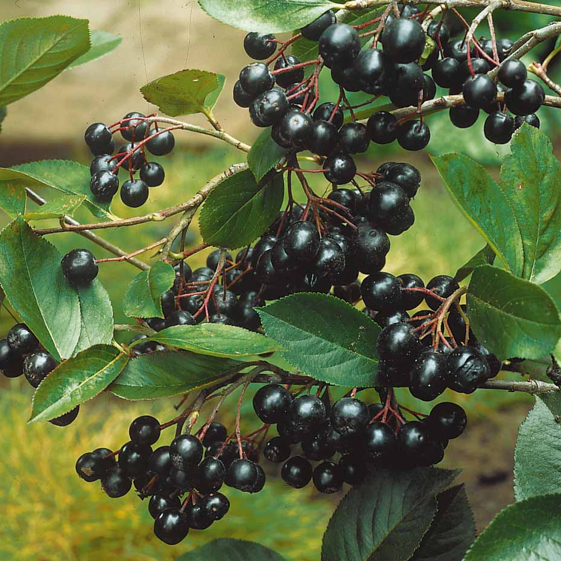 Aronia melanocarpa viking - Appelbes 'Viking' - Heesters