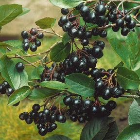 Aronia melanocarpa viking - Appelbes 'Viking' - Heesters