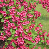 Weigela florida Bristol Ruby - Weigelia 'Bristol Robijn' - Heesters