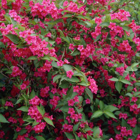 Weigelia 'Bristol Robijn' - Weigela florida Bristol Ruby - Willemse