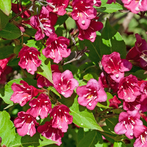 Verkoop 3 struiken als cadeau - Weigela Bristol Ruby,Philadelphus Virginal,Forsythia int. Spectabilis