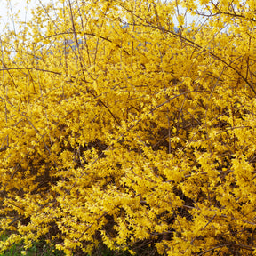 Heesters - Chinees klokje 'Spectabillis' - Forsythia x intermedia Spectabilis
