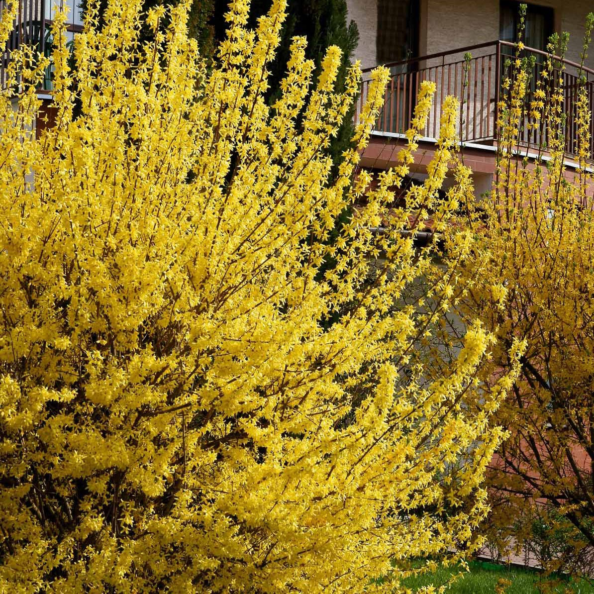 Collectie van heesters : Forsythia en Judasboom (x2)