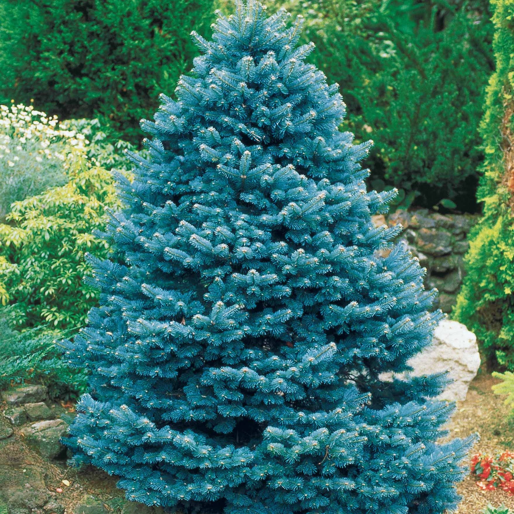 Coniferen - Blauwe spar 'Willemse selectie' - Picea pungens maculata