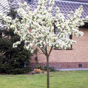 Perenbomen - Perenboom 'Conférence' - Pyrus communis Conférence