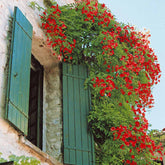 Trompetbloem 'Stromboli' - Campsis radicans stromboli - Willemse