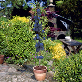Mini pruimenboom 'Black Amber' - Prunus salicina Black Amber - Willemse