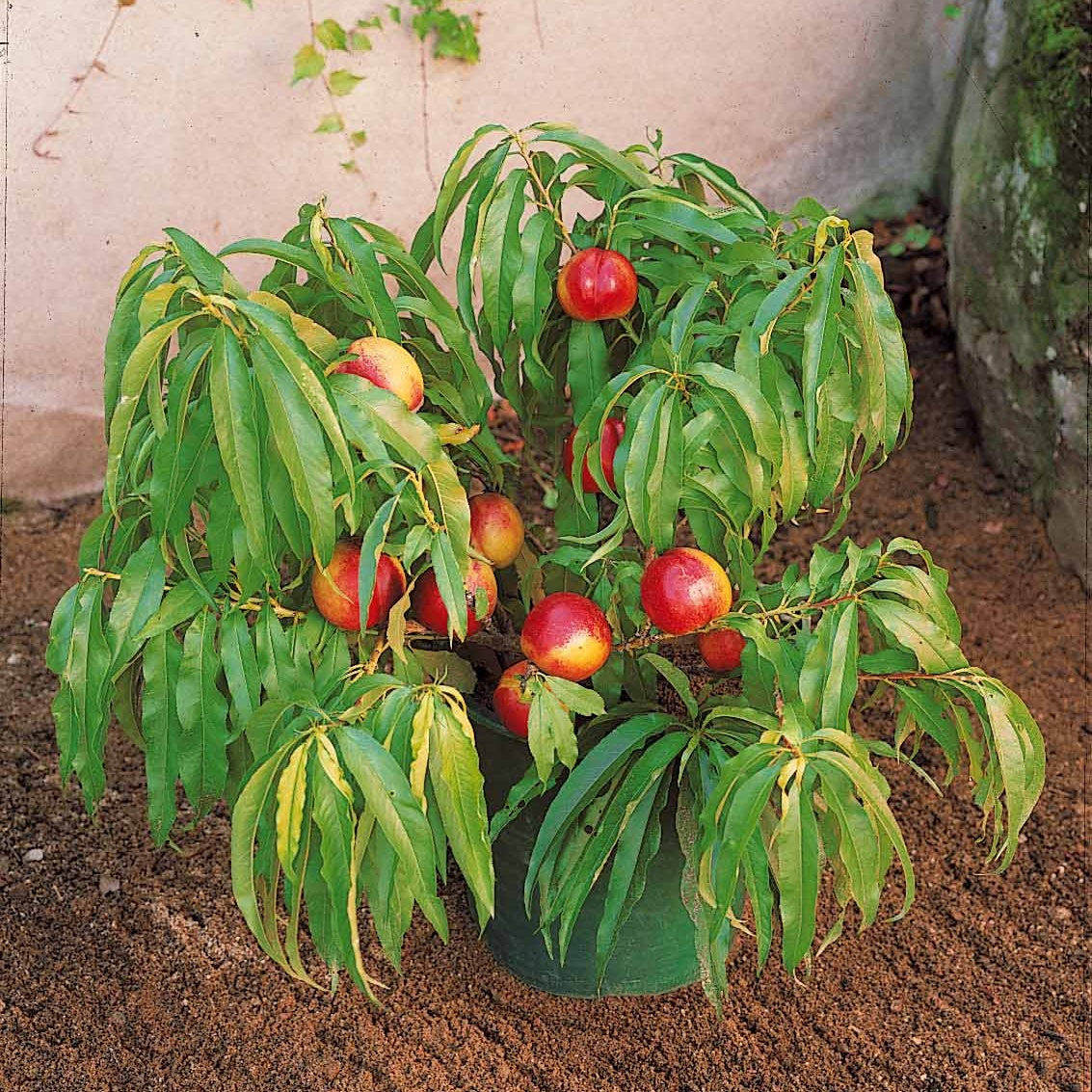 Nectarine 'Morton' - Prunus persica Morton - Willemse