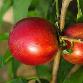 Nectarine 'Morton' - Willemse